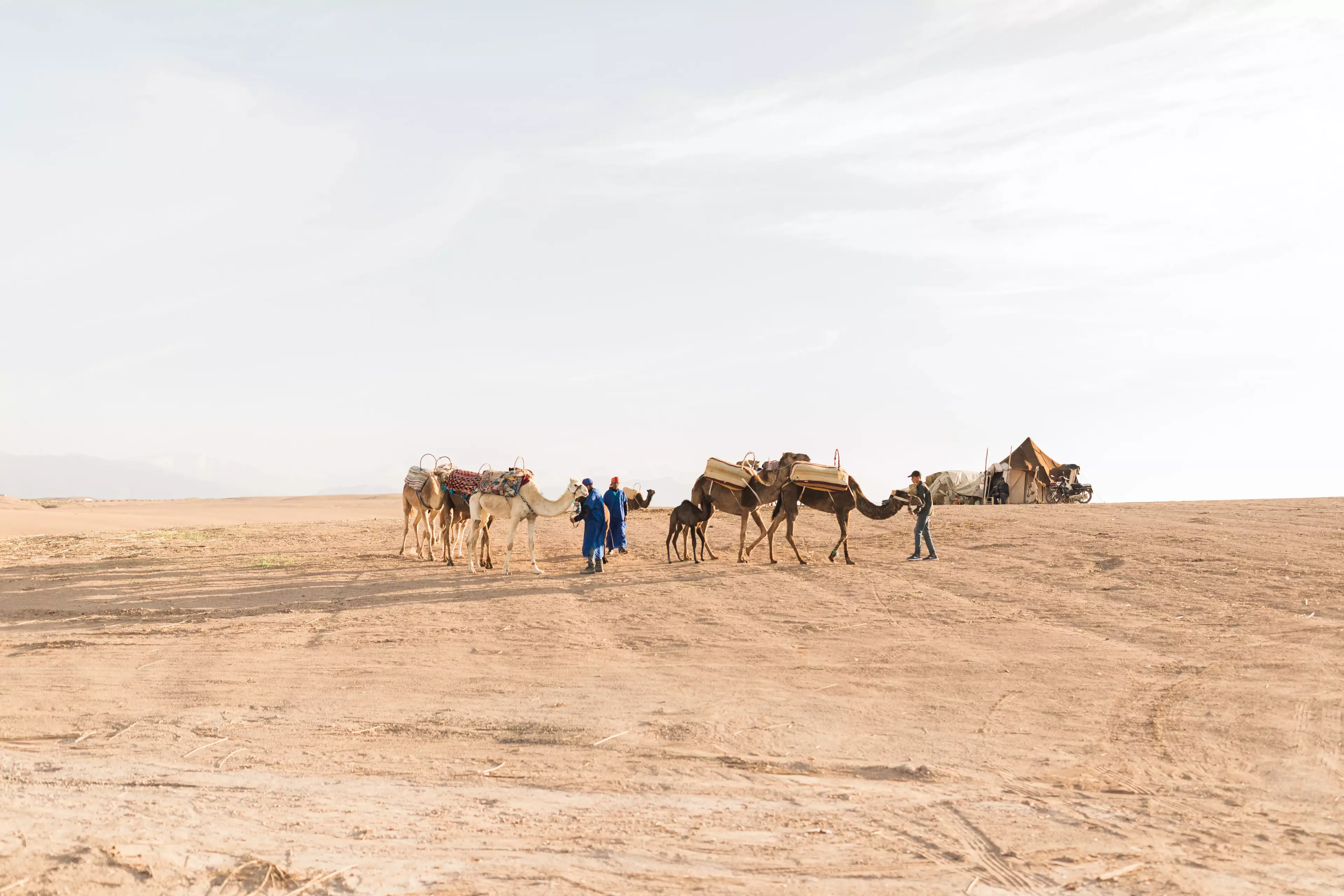 Agafay desert camels