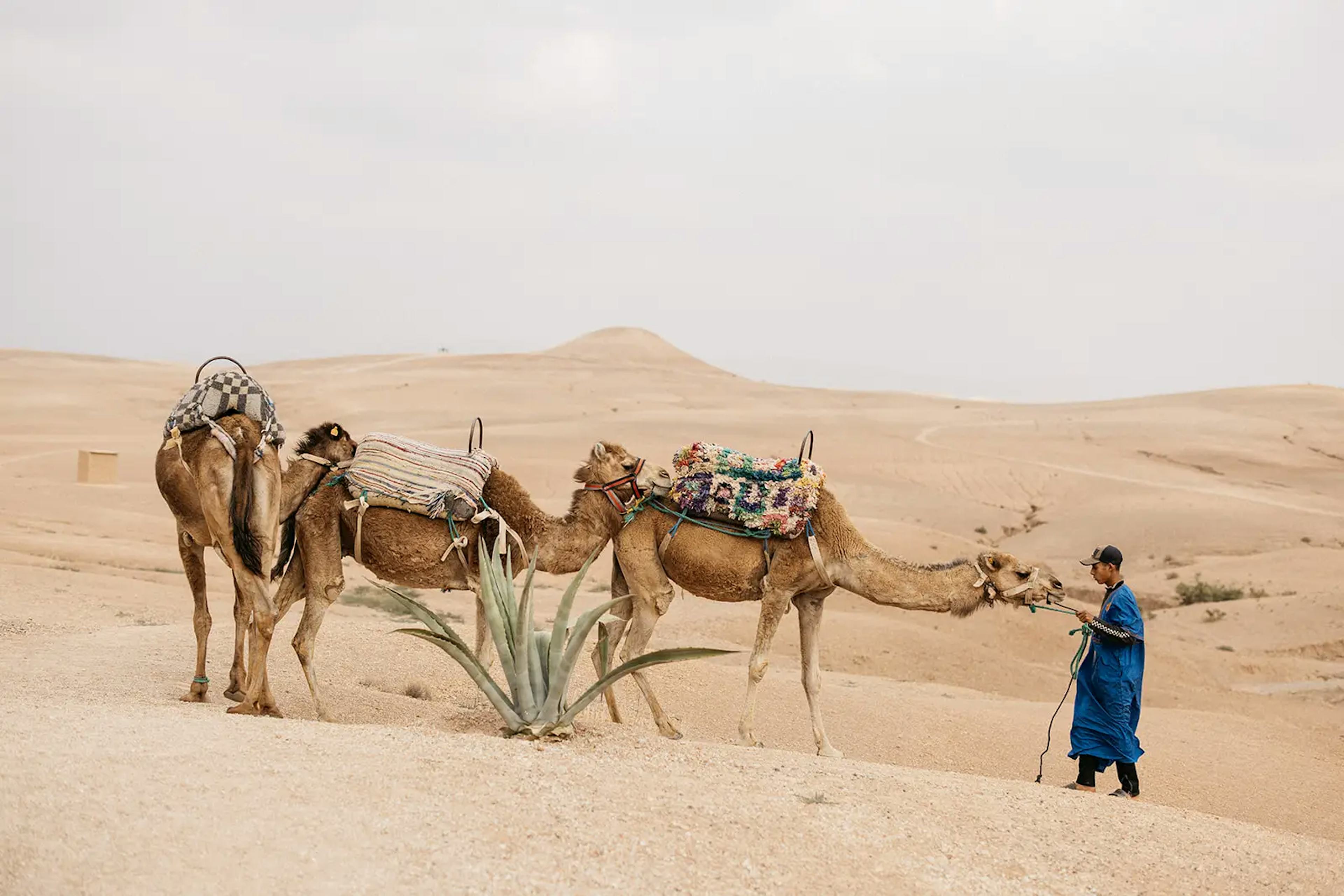 Camel Ride Activity for Guests